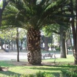 palm tree
