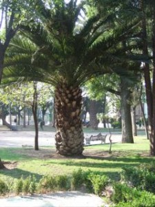 palm tree